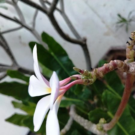 Pebbles Apartman Csennai Kültér fotó